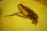 Large, Detailed Fossil Fly (Diptera) In Baltic Amber #150726-2